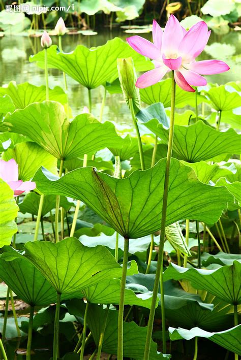 荷花特徵|科學家解讀荷花特徵